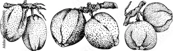 Obraz Vector engraving illustrations of coconuts. Perfect for tropical, nature, or food themed designs. Black and white art.	