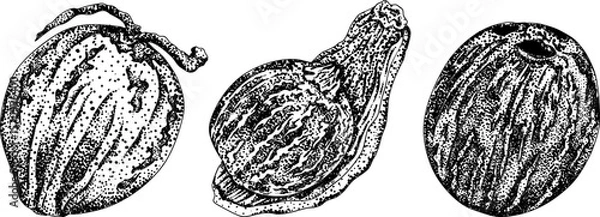 Obraz Vector engraving illustrations of coconuts. Perfect for tropical, nature, or food themed designs. Black and white art.	