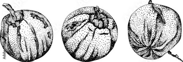 Obraz Vector engraving illustrations of coconuts. Perfect for tropical, nature, or food themed designs. Black and white art.	