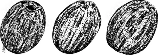 Obraz Vector engraving illustrations of coconuts. Perfect for tropical, nature, or food themed designs. Black and white art.	