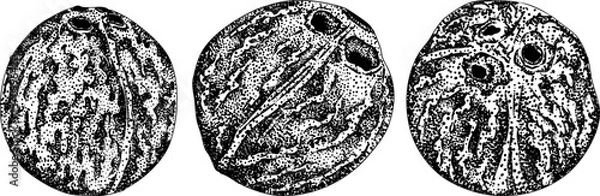 Obraz Vector engraving illustrations of coconuts. Perfect for tropical, nature, or food themed designs. Black and white art.	