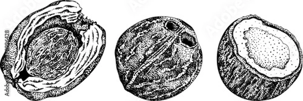 Obraz Vector engraving illustrations of coconuts. Perfect for tropical, nature, or food themed designs. Black and white art.	