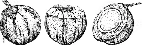 Obraz Vector engraving illustrations of coconuts. Perfect for tropical, nature, or food themed designs. Black and white art.	