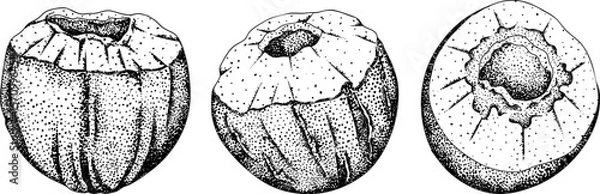 Obraz Vector engraving illustrations of coconuts. Perfect for tropical, nature, or food themed designs. Black and white art.	