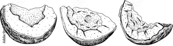 Obraz Vector engraving illustrations of coconuts. Perfect for tropical, nature, or food themed designs. Black and white art.	