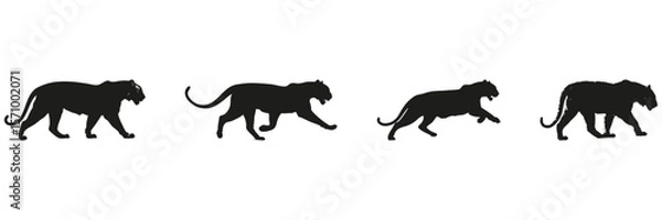 Fototapeta Wild Cat Silhouettes In Motion Set. Wildlife Observation And Animal Behavior Symbol Collection. Environmental And Educational Use. Isolated Vector Illustration
