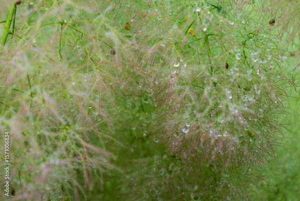 Obraz Selective focus horizontal closeup of the cotinus coggyygria or smoke tree and its beautiful feathery flowers with beads of rain, Montreal, Quebec, Canada 
