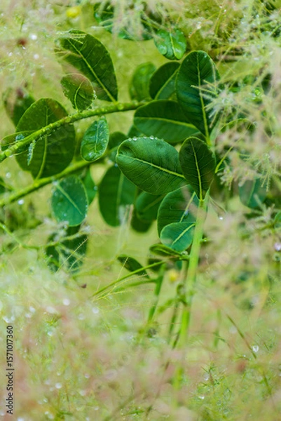 Obraz Selective focus vertical closeup of the cotinus coggyygria or smoke tree and its beautiful leaves and feathery flowers with beads of rain, Montreal, Quebec, Canada 