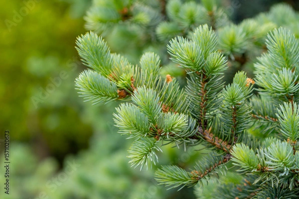 Fototapeta Blue spruce branches in the garden, texture of needles of a Christmas tree