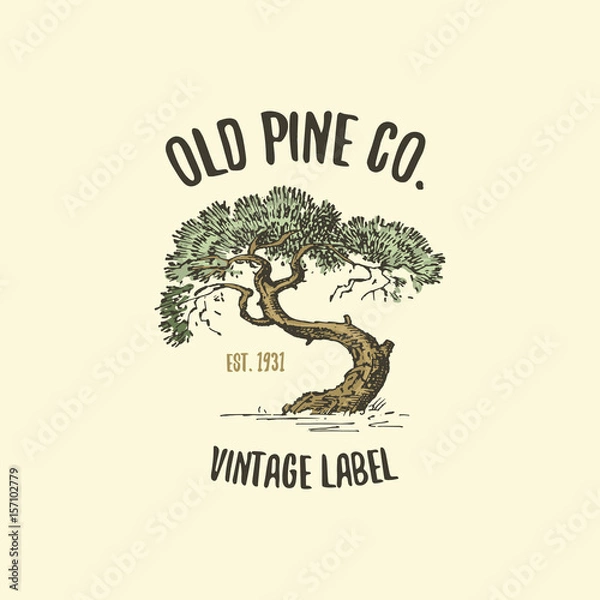 Fototapeta pine tree logo engraved or hand drawn, isolated old looking emblem for ecology, camping or food branding