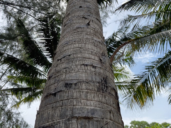 Fototapeta Palm tree trunk in the jungle. Close-up.