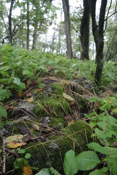 Obraz Forest Floor