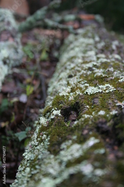 Fototapeta Moss on Log