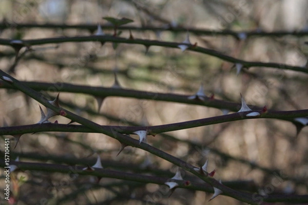 Fototapeta Thorns