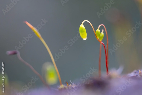 Obraz Macro of moss spores. Moss growing with spore capsules close up macro. Green moss spore boxes.
