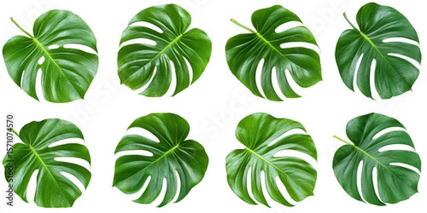 Fototapeta Eight green monstera leaves pattern on transparent background