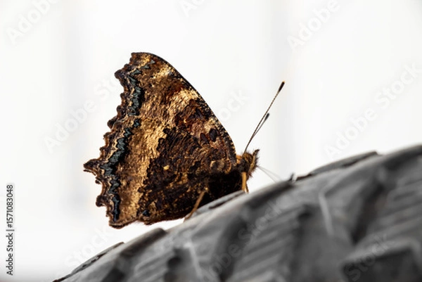 Fototapeta A close-up of a butterfly sitting on a bicycle wheel.