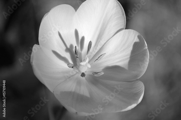 Fototapeta Yellow Tulip opening for spring
