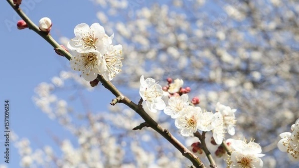 Fototapeta close up of white delicate plum blossom branch on the flower tree with intricate petals and subtle hints of pink at the center in the blue sky