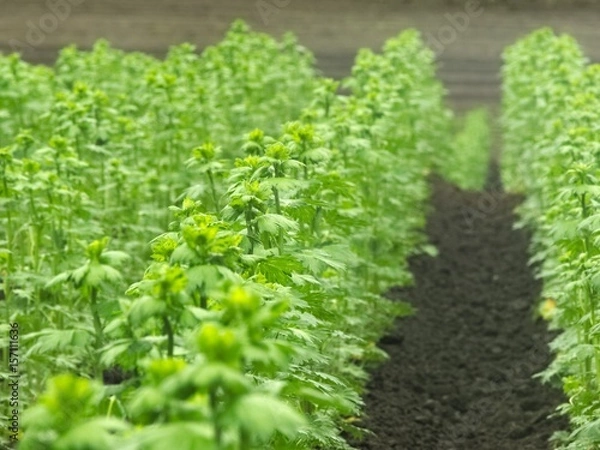 Fototapeta 畑風景　クローズアップ