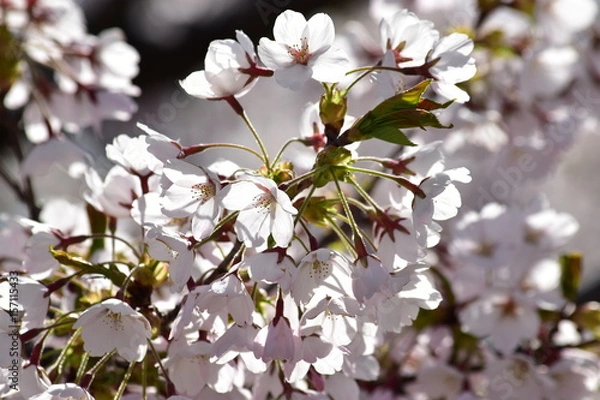 Fototapeta 朝日で透ける桜