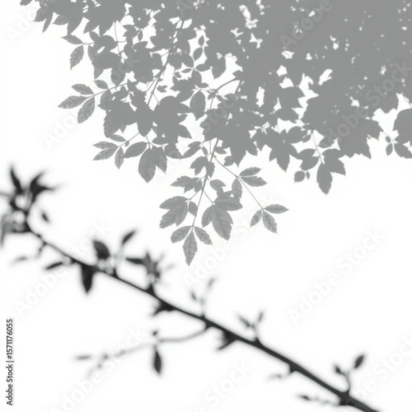 Fototapeta shadow overlay effect. Gray shadow of leaves isolated on white background. Plant foliage leaf shadow light effect. Mockup Blurred tree branch shadow. Ideal for summer spring design elements PNG
