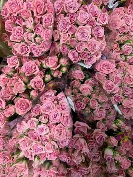 Obraz pink rosy flower