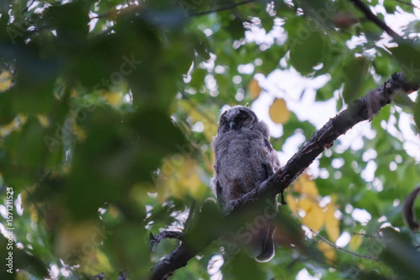 Obraz chick bird Long-eared owl, Asio otus, sitting on branches of green tree in summer in grove, forest or park