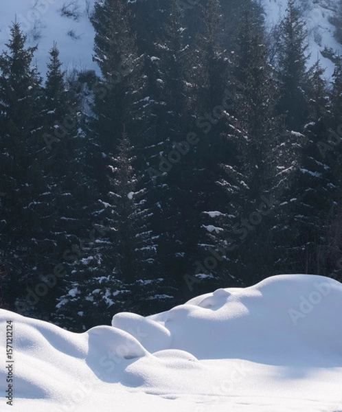 Obraz A winter landscape with fresh snowdrifts in the foreground and a dense forest of coniferous trees and spruces in the background. The snow cover has soft, wavy shapes and the trees appear dark and tall
