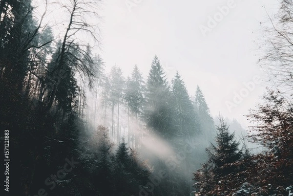 Fototapeta Misty forest scene with sunlight