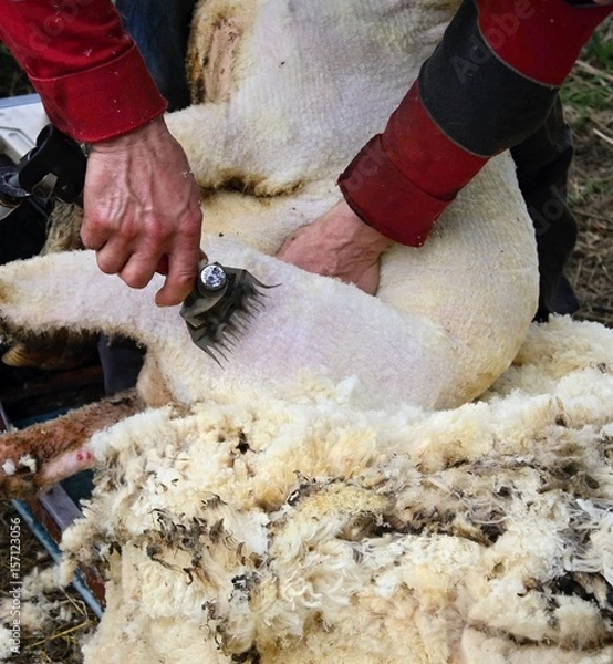 Obraz Shearing sheep wool.