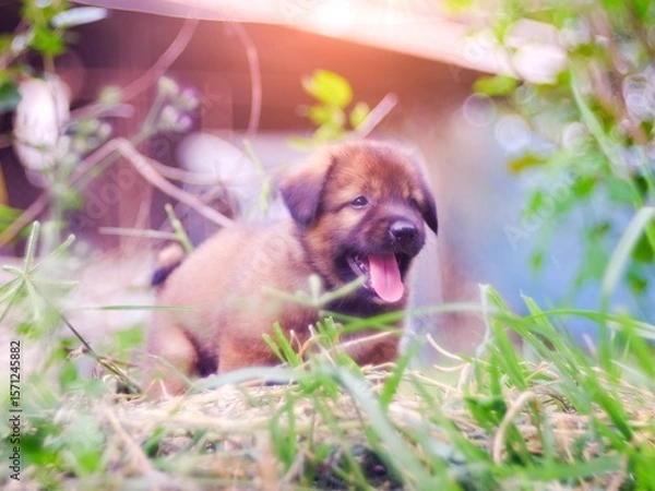 Fototapeta A brown puppy happily defecates in a natural grass field.