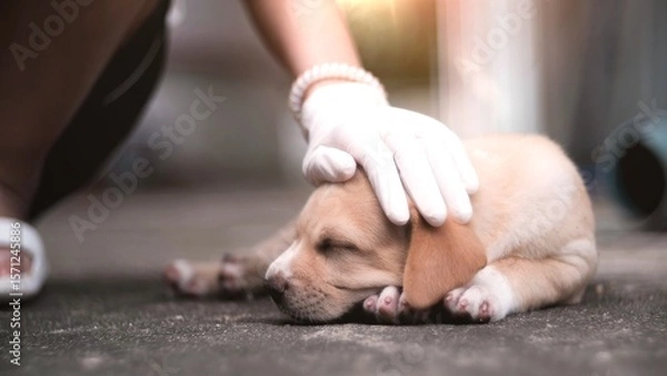 Fototapeta A brown puppy sleeps happily with its owner gently stroking its head