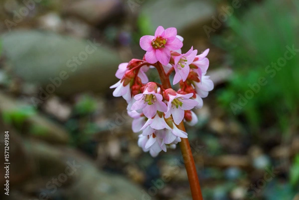 Fototapeta Cluster of delicate pink bergenia crassifolia 'Hidenuspe' flowers with red stems, standing out against blurred natural background, highlighting their soft petals