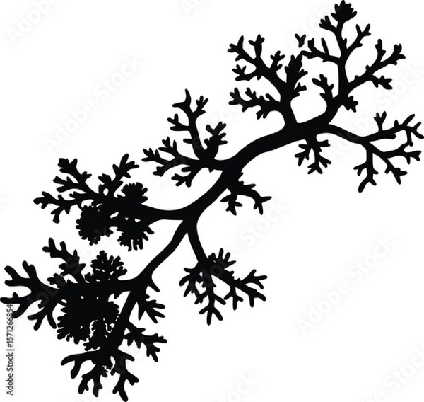 Obraz lichen on a branch on white background.eps