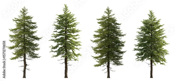 Fototapeta Abies concolor and Larix decidua the European larch -big tall tree isolated png on a transparent background premium cutout (the white, concolor, or Colorado fir) 