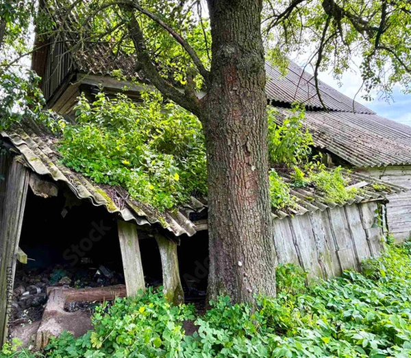 Obraz Abandoned wooden building, old crumbling house, ruins, with overhanging branches of an old tree.