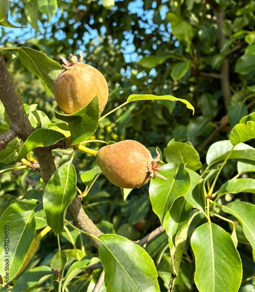 Obraz Young pear fruit ovary on branch with leaves in sunny summer garden.
