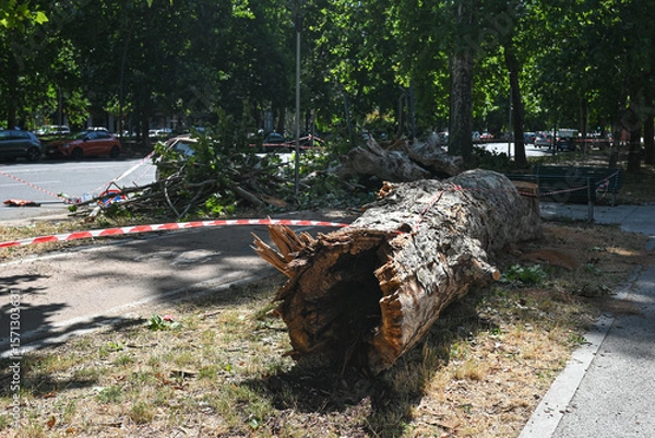 Fototapeta An uprooted tree fallen on a road and on a car in the aftermath of a thunderstorm with strong winds in Milan, Italy