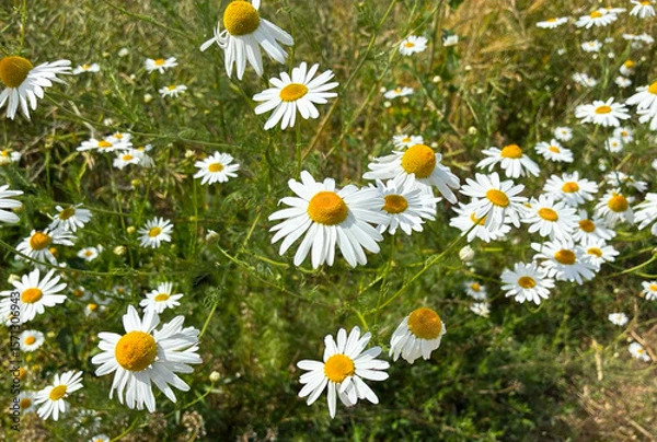 Obraz Chamomile summer meadow,wild chamomiles close up, Beauty in simple natural nature.