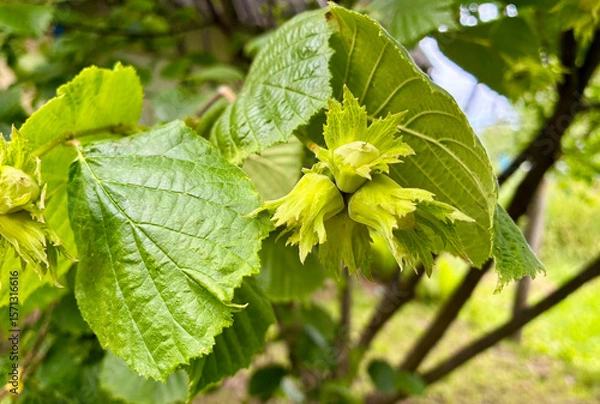 Obraz Hazelnuts closeup during ripening period. Green nuts in summer garden.