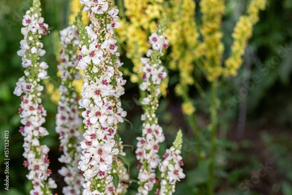 Fototapeta Alba form of the black mullein (Verbascum nigrum).