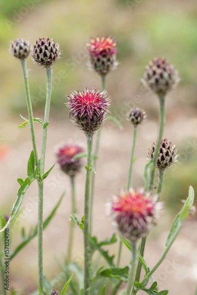 Fototapeta Very dark purple knapweed (Centaurea atropurpurea).