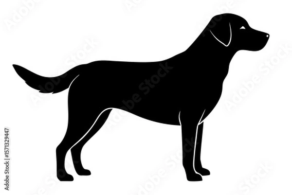 Fototapeta Black Labrador Silhouette on White Background
