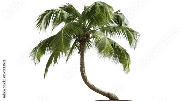 Obraz Coconut Trees Beautiful 3D Tree Isolated On Transparent Background 