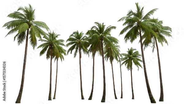 Obraz Coconut Trees Beautiful 3D Tree Isolated On Transparent Background 