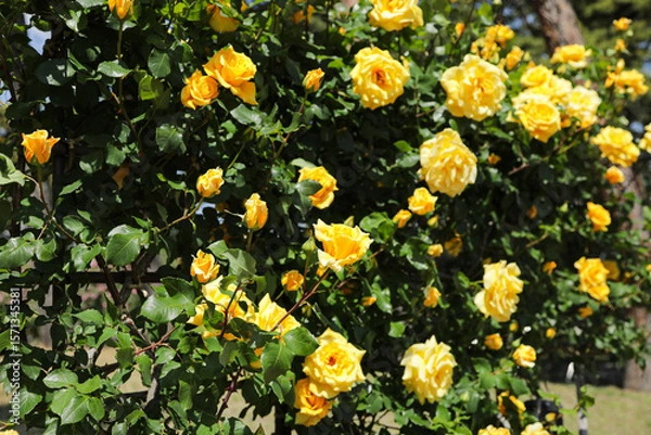Fototapeta 満開の黄色のバラ