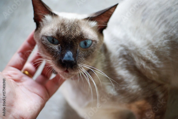 Fototapeta Siamese cat enjoy and relax in garden with natural sunlight. Select and soft focus.