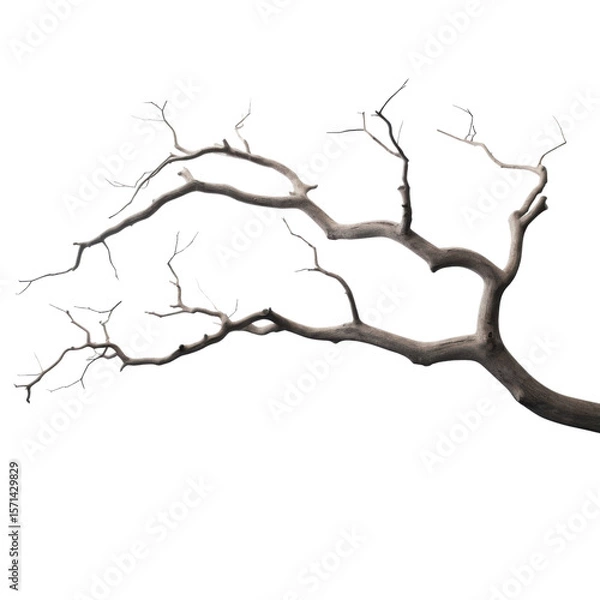 Fototapeta Dry twisted tree branch with no leaves on transparent background