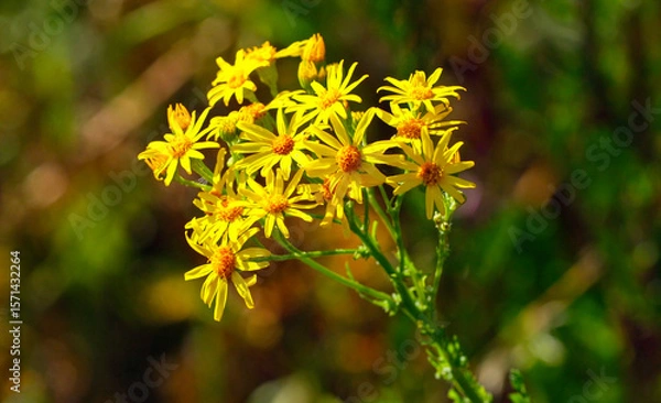 Obraz polne żółte kwiaty na naturalnym tle